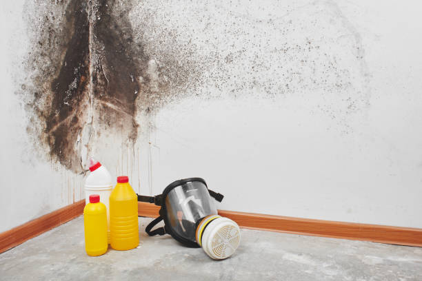 Best Health and Safety Mold Remediation in Sycamore, GA