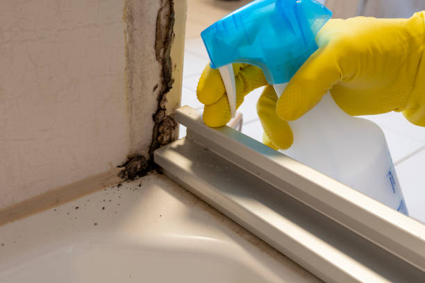 Best Post-Flood Mold Remediation in Sycamore, GA