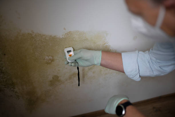 Best Insurance-Related Mold Remediation in Sycamore, GA
