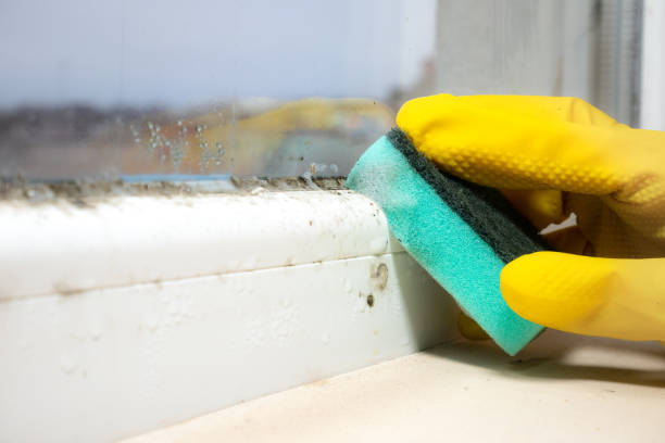 Best Industrial Mold Remediation in Sycamore, GA