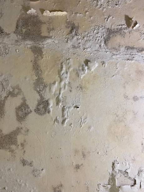 Professional Mold Remediation in Sycamore, GA