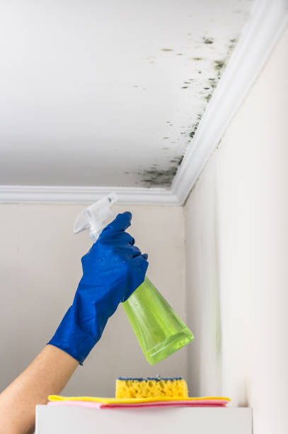 Best Residential Mold Remediation in Sycamore, GA